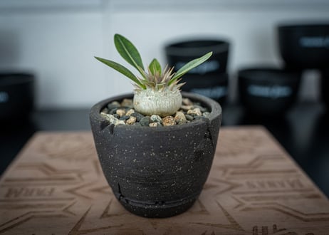 Wildfire Studio × mana's farm POT mini Limited