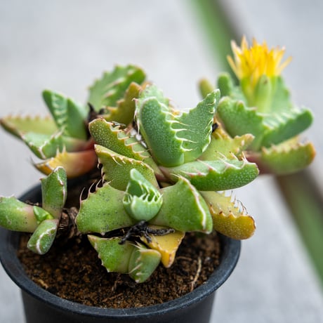 フォーカリア | STORES