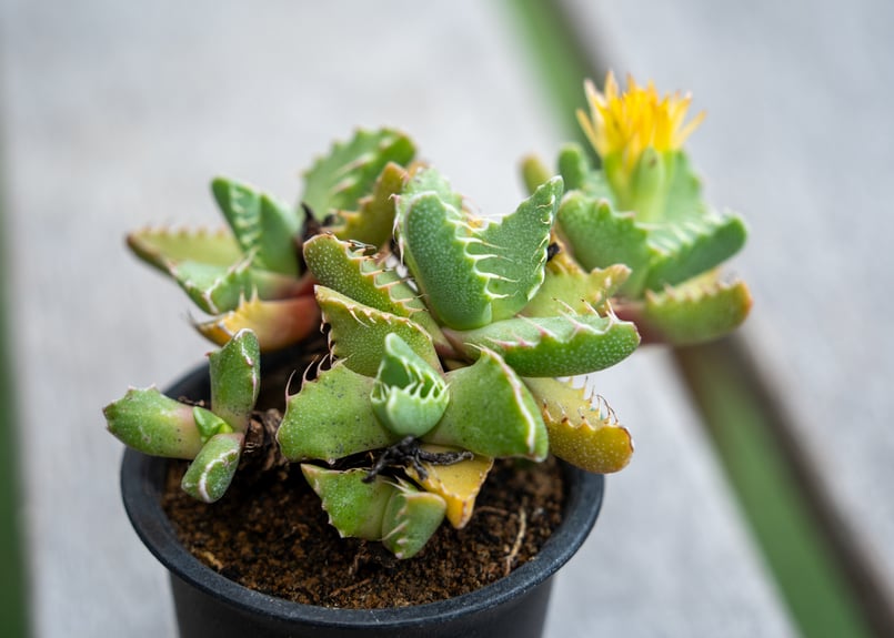 フォーカリア | mana's farm:塊根植物・アガベ・ドライガーデン植物