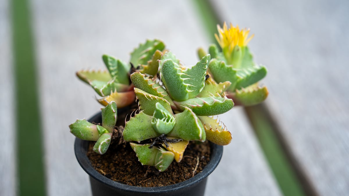 レア✨フォーカリア　鯨皮　抜き苗 レア✨フォーカリア 鯨皮 抜き苗 - メルカリ