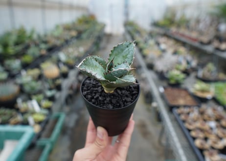 【抜き苗】アガベ　チタノタ　ライオンズメーン　Agave titanota Lion's Mane