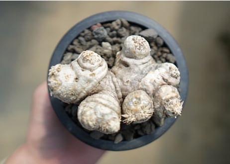 パキポディウム　恵比寿笑い　Pachypodium brevicaule