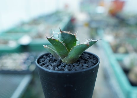 アガベ　チタノタ　FO-76　Agave titanota  FO-76　No.11
