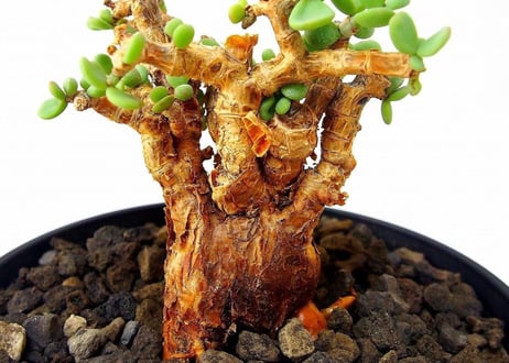 Ceraria pygmaea ケラリア・ピグマエア  №１