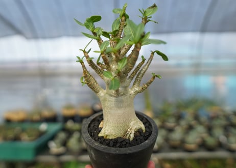 アデニウム　Adenium　No.11
