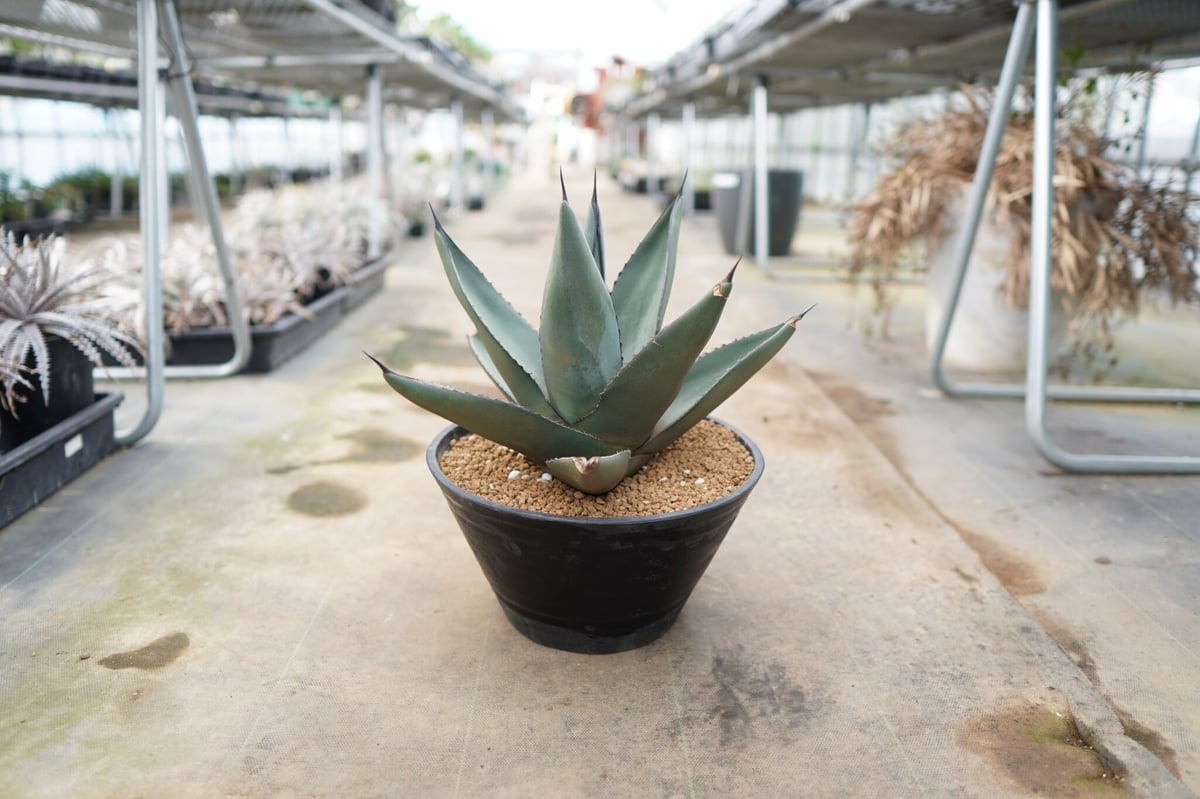 ドライガーデンにも使える】アガベ シャークスキン | mana's farm:塊根
