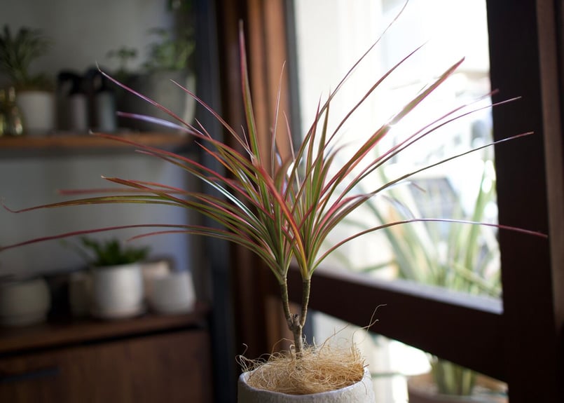 ドラセナ | mana's farm:塊根植物・アガベ・ドライガーデン植物販売