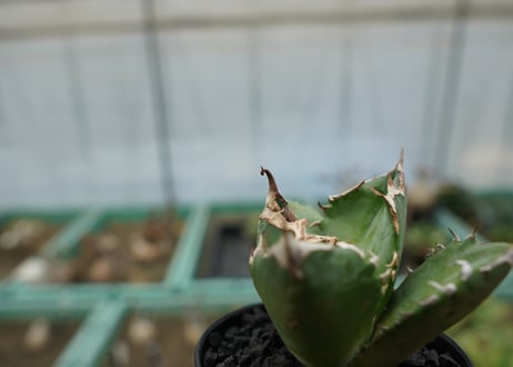 アガベ　チタノタ　白火焔　agave titanota white fire