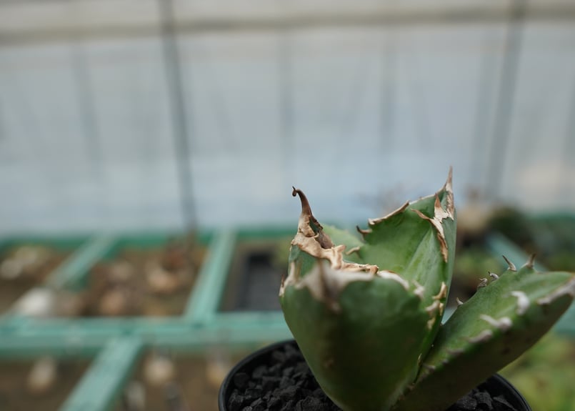 アガベ チタノタ 白火焔 agave titanota white fire | mana's