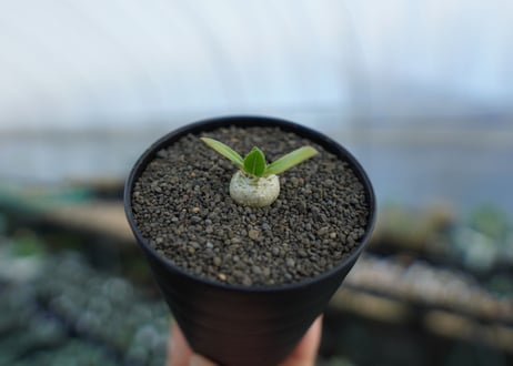 パキポディウム　恵比寿笑い　Pachypodium brevicaule　No.1