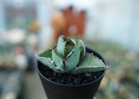 アガベ　チタノタ　 ブラックアンドブルー 　Agave titanota black and blue　No.1