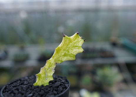 ユーフォルビア　イエローゴースト　Euphorbia lactea Yellow Ghost