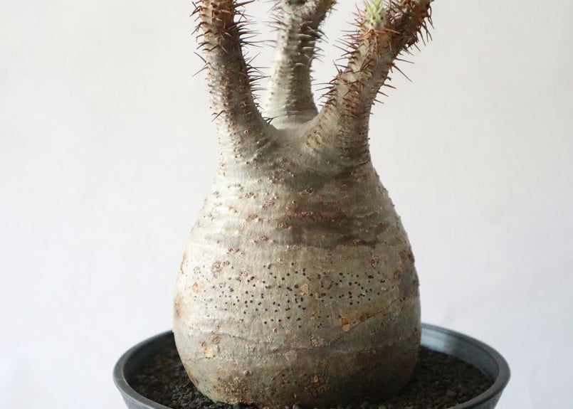 40.パキポディウム グラキリス パキポディウム グラキリス Pachypodium gracilius 発根済 (gk-47