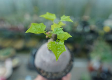 ゲラルダンサス　マクロリザス　Gerrardanthus Macrorhizus