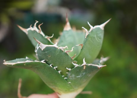 Agave titanota 白鯨 B NO.10