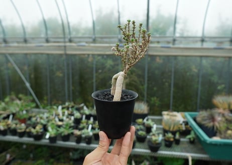 姫紅小松　Trichodiadema bulbosum