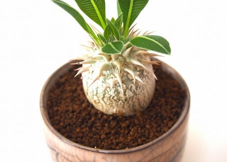 パキポディウム デンシカウレ 恵比寿大黒　Pachypodium densicaule  france pot