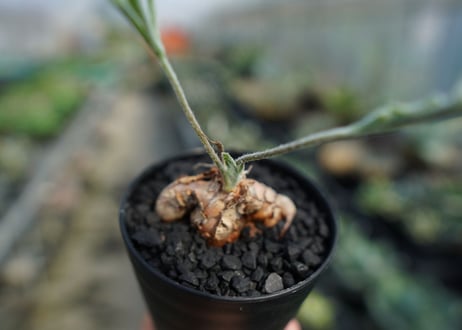 ペラルゴニウム　ビオリフロルム　Pelargonium violiflorum