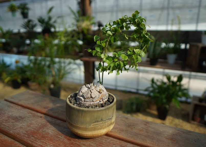 亀甲竜 実生株 No.11 | mana's farm:塊根植物・アガベ・ドライ