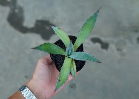 アガベ　屈原の舞扇 Agave 'Kutsugen no Maiougi'   No.1