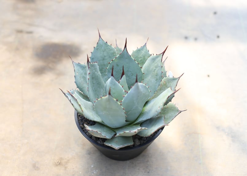アガベ パリー ホーチエンシス | mana's farm:塊根植物・アガベ