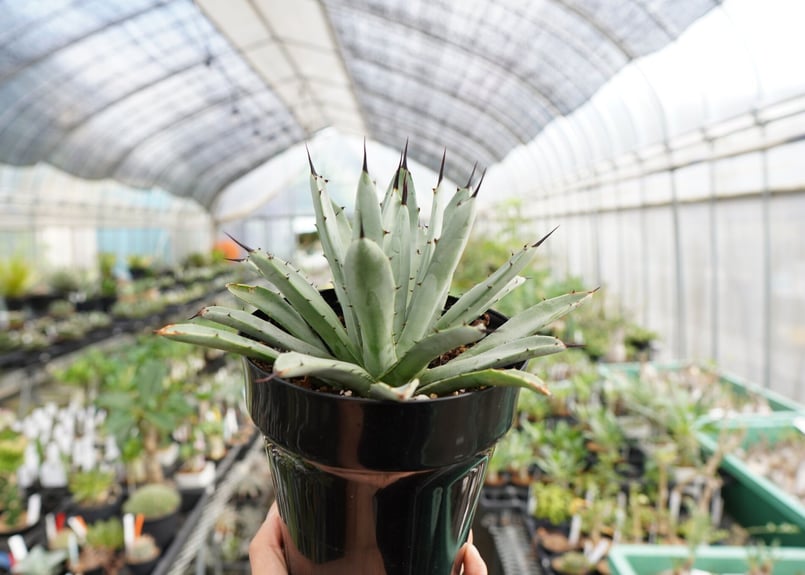 アガベ　マクロアカンサ　‘Merge teeth’ 連棘　曲棘　親サイズ アガベ マクロアカンサ 'Merge teeth' 連棘 曲棘 親サイズ