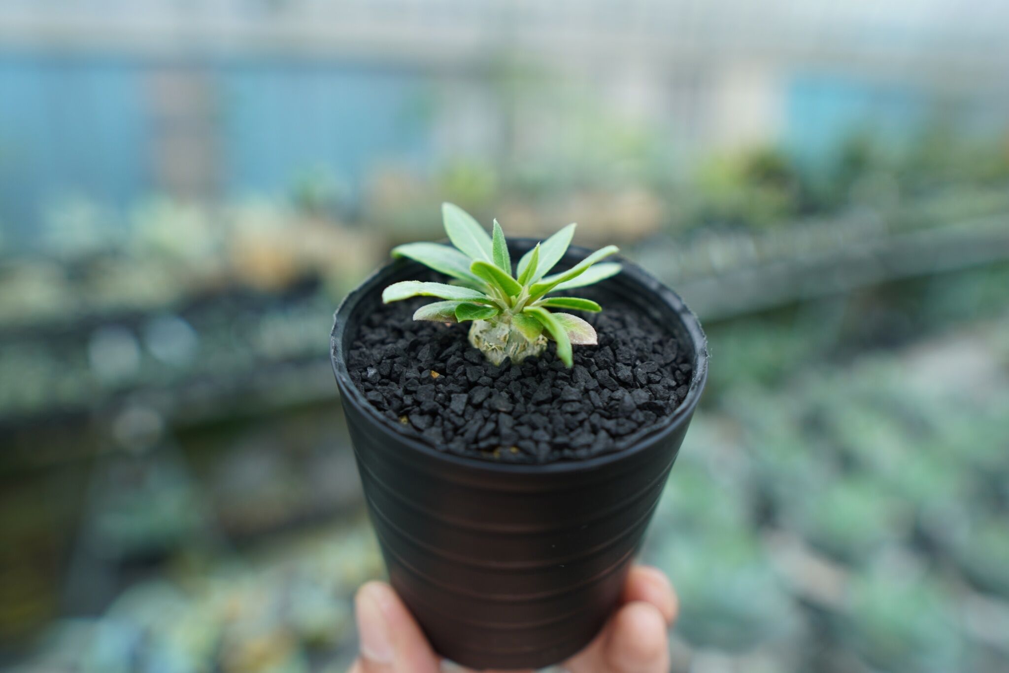 パキポディウム 恵比寿笑い Pachypodium brevicaule ㉞ パキポディウム 恵比寿笑い Pachypodium brevicaule No.4 | man