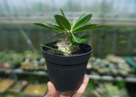 パキポディウム　恵比寿大黒　Pachypodium Densicaule　No.10