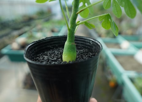 アデニア　グラウカ　Adenia glauca  No.4