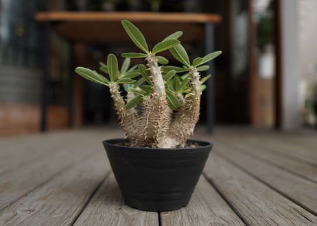 パキポディウム　デンシフローラム　Pachypodium densiflorum