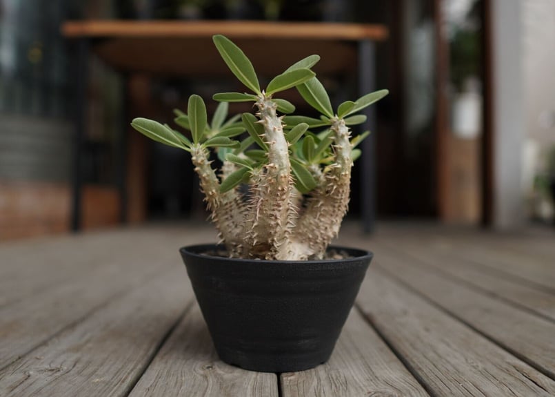 パキポディウム デンシフローラム Pachypodium densiflorum | mana