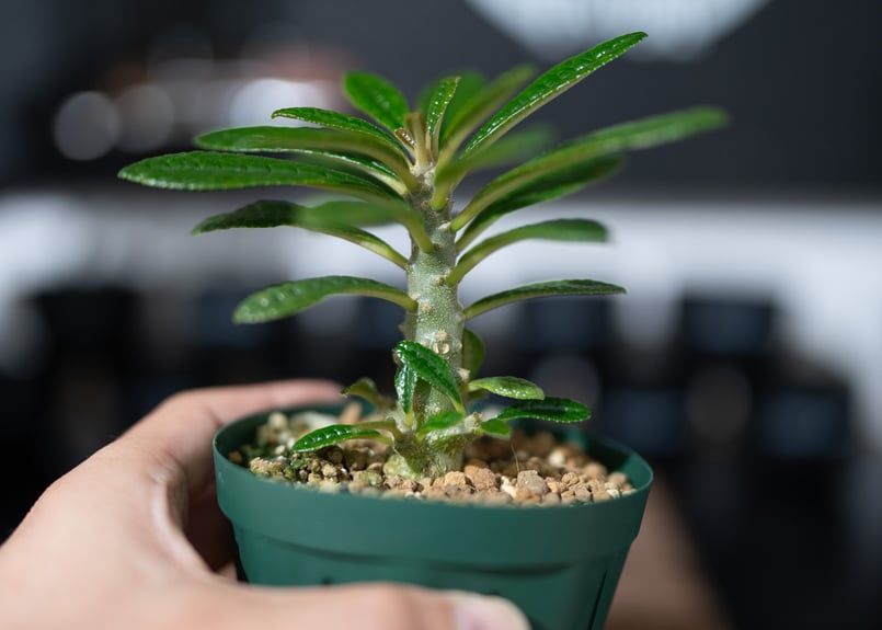 ドルステニアギガス 沖縄実生 | mana's green:塊根植物販売|マナ ドルステニアギガス 沖縄実生 | mana's green:塊根植物販売|マナ
