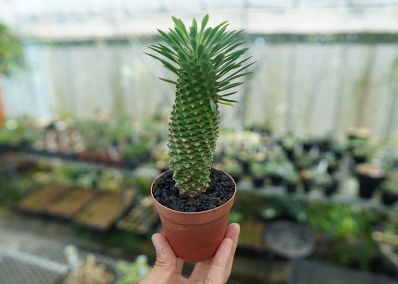 ユーフォルビア　ソテツキリン　パイナップルコーン群生　バランス◎鉢のまま発送 ユーフォルビア ソテツキリン 