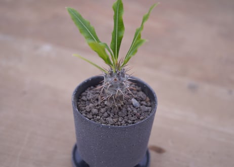 パキポディウム　ラメリー　Pachypodium lamerei
