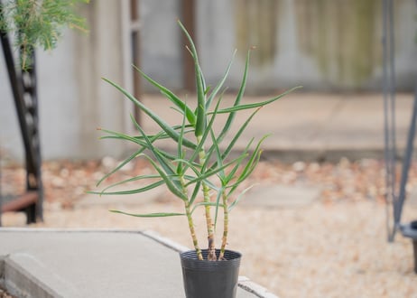 CATEGORY アロエ | mana's green:塊根植物販売|マナズグリーン CATEGORY アロエ | mana's green:塊根植物販売|マナズグリーン