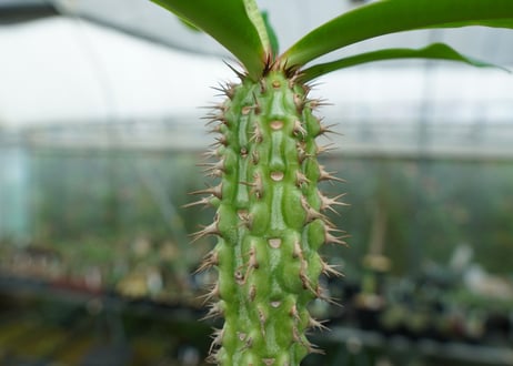 ユーフォルビア　ピグエリー　Euphorbia viguieri