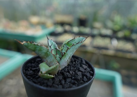 アガベ　チタノタ　 ブラックアンドブルー 　Agave titanota black and blue　No.9