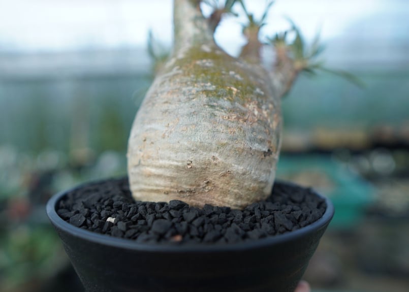 ぴっころです。 グラキリス Pachypodium gracilius ⑤ ぴっころです。 グラキリス Pachypodium gracilius ⑤