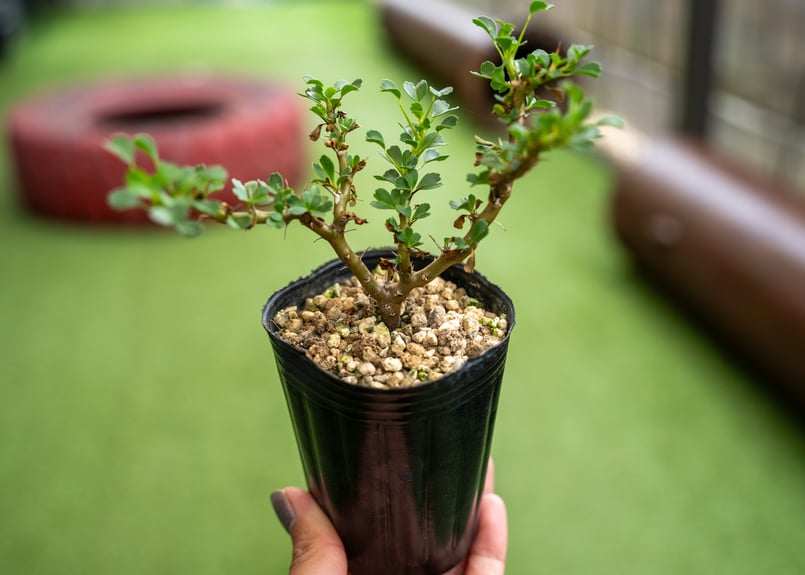 サルコカウロン バンデリエティアエ | mana's green:塊根植物 サルコカウロン バンデリエティアエ | mana's green:塊根植物