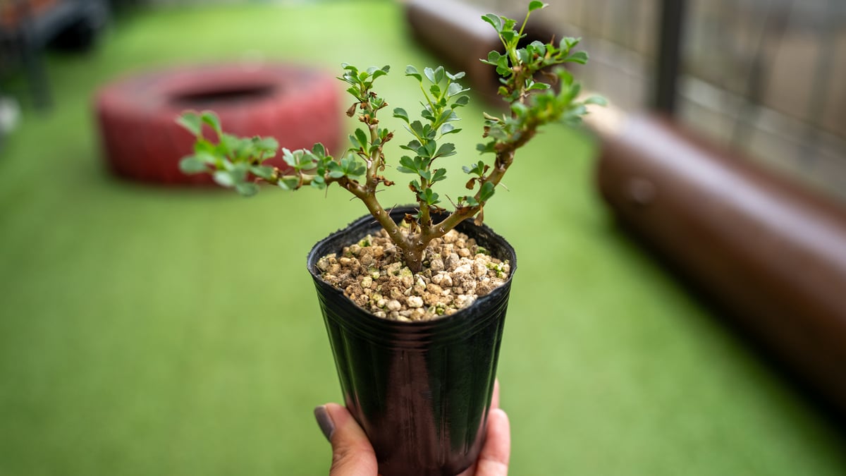 (最終価格)サルコカウロン バンデリエティアエ 鉢付き 国内実生 サルコカウロン バンデリエティアエ 竜骨扇