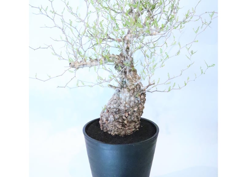 オペルクリカリア パキプス no.5 | mana's farm:塊根植物・アガベ