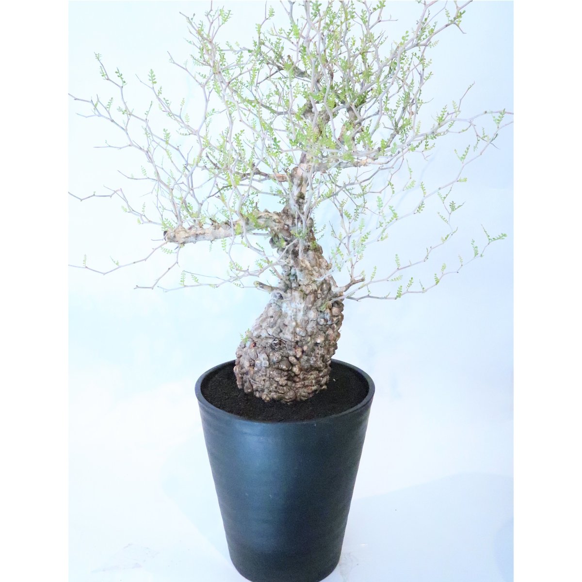 オペルクリカリア パキプス no.5 | mana's farm:塊根植物・アガベ