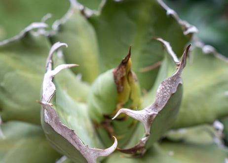 Agave titanota Xuefeng 雪峰　レア品種