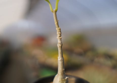 フォッケア　マルチフローラ　Fockea multiflora