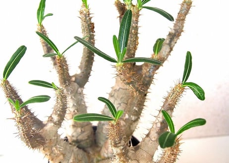 パキポディウム ロスラーツム　 Pachypodium rosulatum