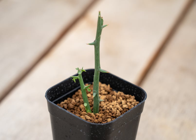 アデニア グロボーサ | mana's farm:塊根植物・アガベ・ドライガーデン