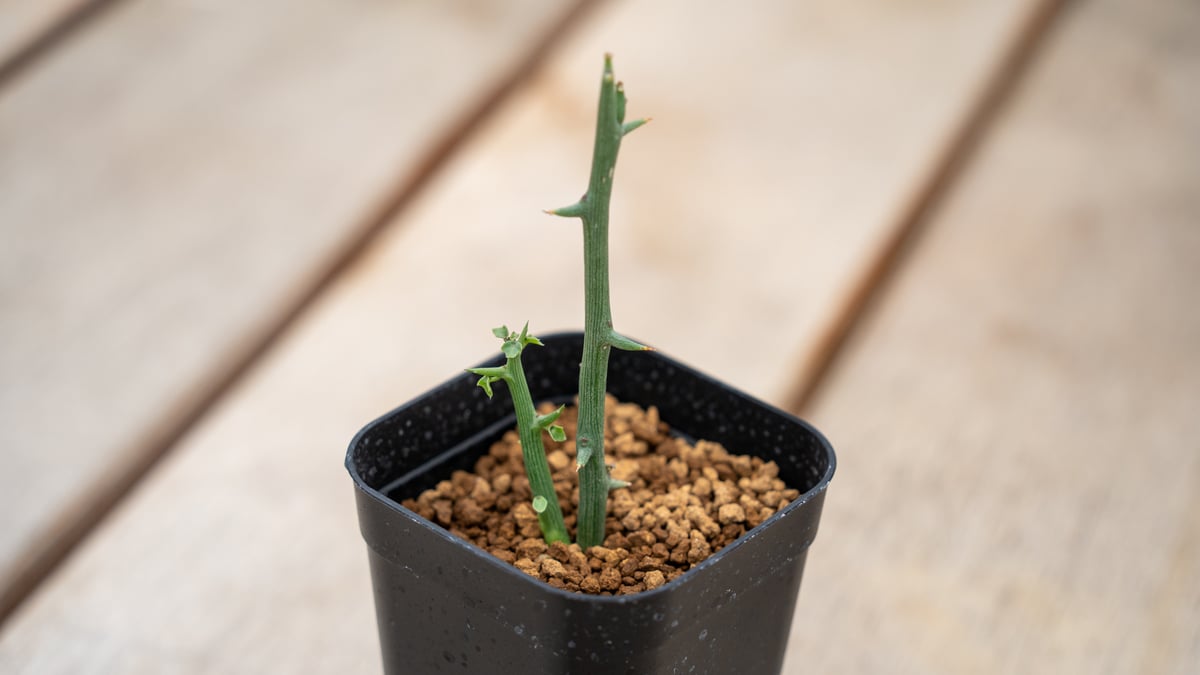 アデニア グロボーサ | mana's farm:塊根植物・アガベ・ドライガーデン