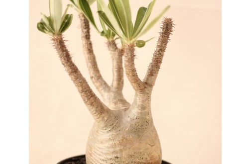 Pachypodium Gracilius パキポディウム  グラキリス  №１