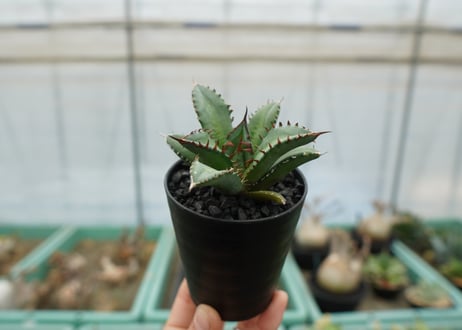 アガベ　チタノタ　FO-76　agave titanota  FO-76
