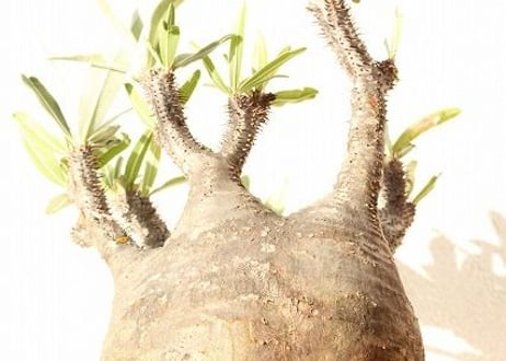 Pachypodium Gracilius パキポディウム  グラキリス  №12